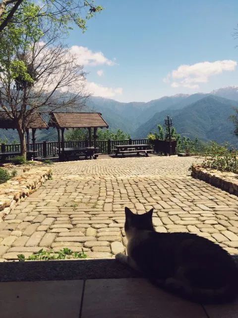 清境蒙塔妮手作甜點 Pâtisserie à la Montagne 67 - Travel of Rice 小米遊記