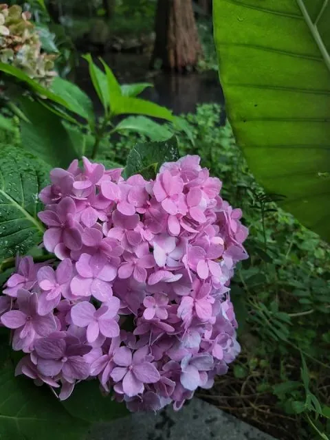 享自在生態園區 55 - Travel of Rice 小米遊記 享自在生態園區 55 - Travel of Rice 小米遊記