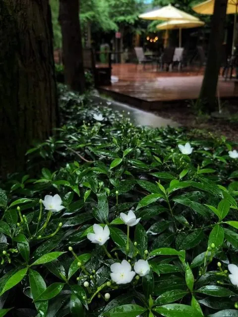 享自在生態園區 56 - Travel of Rice 小米遊記 享自在生態園區 56 - Travel of Rice 小米遊記