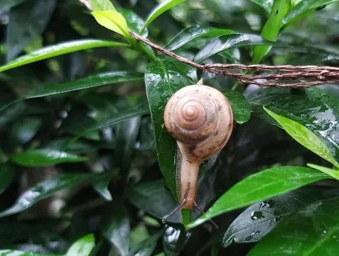 享自在生態園區 57 - Travel of Rice 小米遊記 享自在生態園區 57 - Travel of Rice 小米遊記