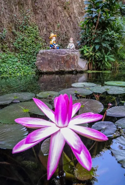 享自在生態園區 58 - Travel of Rice 小米遊記 享自在生態園區 58 - Travel of Rice 小米遊記