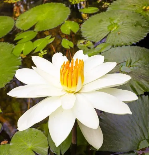 享自在生態園區 59 - Travel of Rice 小米遊記 享自在生態園區 59 - Travel of Rice 小米遊記