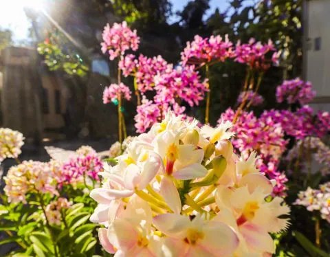 享自在生態園區 61 - Travel of Rice 小米遊記 享自在生態園區 61 - Travel of Rice 小米遊記