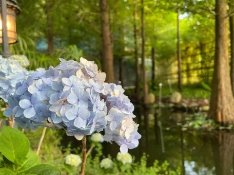 享自在生態園區 62 - Travel of Rice 小米遊記 享自在生態園區 62 - Travel of Rice 小米遊記