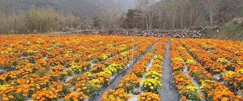 那羅灣休閒農業區 8 - Travel of Rice 小米遊記