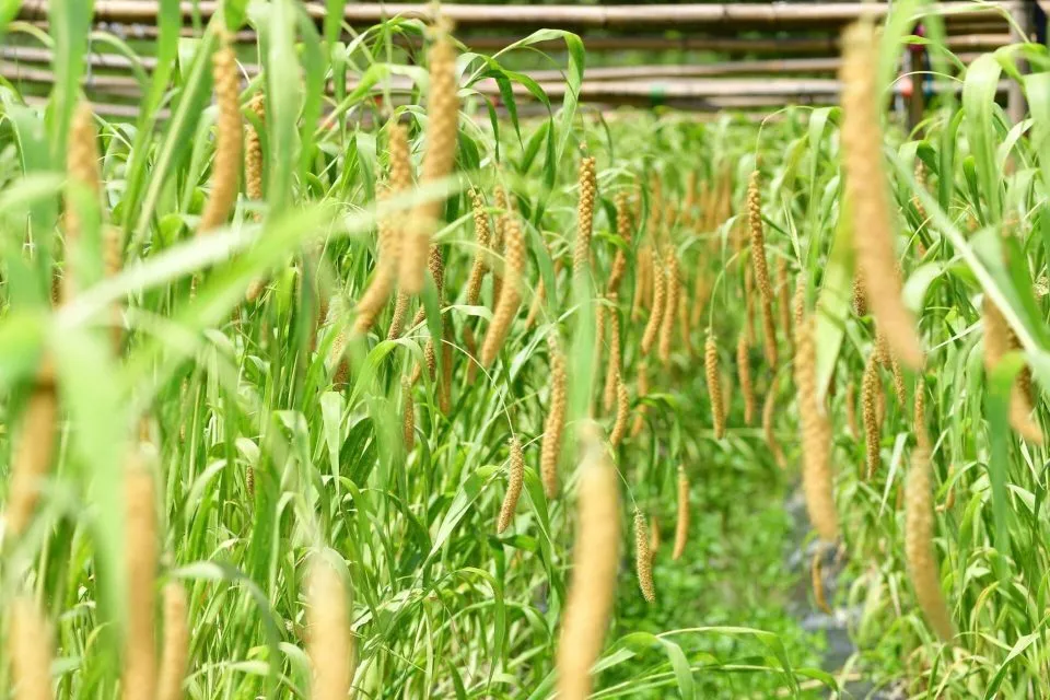 那羅灣休閒農業區 49 - Travel of Rice 小米遊記
