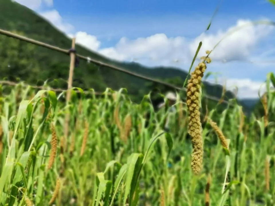 那羅灣休閒農業區 50 - Travel of Rice 小米遊記