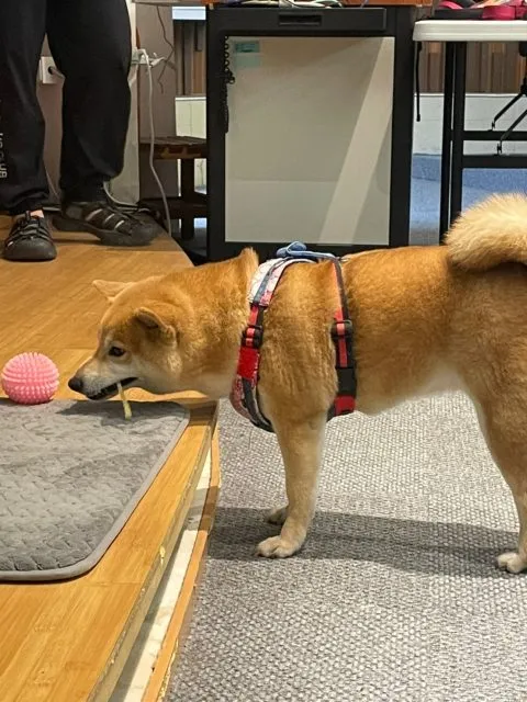 雨農國小／台北士林 32 - Travel of Rice 小米遊記