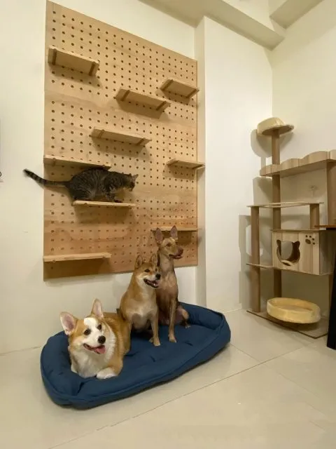 愛毛俱樂部 37 - Travel of Rice 小米遊記 愛毛俱樂部 36 - Travel of Rice 小米遊記