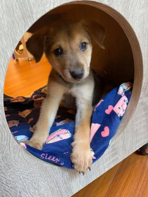 愛毛俱樂部 38 - Travel of Rice 小米遊記 愛毛俱樂部 37 - Travel of Rice 小米遊記