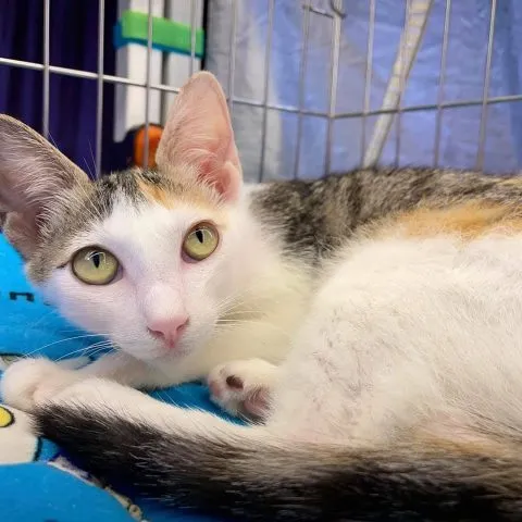 愛毛俱樂部 39 - Travel of Rice 小米遊記 愛毛俱樂部 38 - Travel of Rice 小米遊記