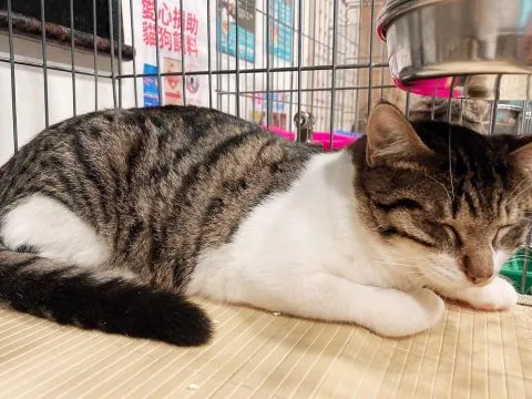 愛毛俱樂部 42 - Travel of Rice 小米遊記 愛毛俱樂部 41 - Travel of Rice 小米遊記