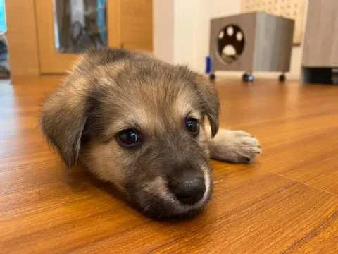 愛毛俱樂部 43 - Travel of Rice 小米遊記 愛毛俱樂部 42 - Travel of Rice 小米遊記