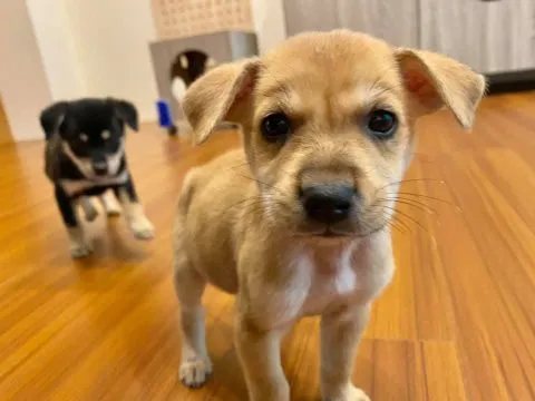 愛毛俱樂部 44 - Travel of Rice 小米遊記 愛毛俱樂部 43 - Travel of Rice 小米遊記