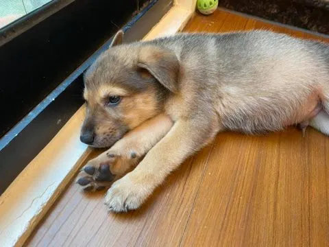 愛毛俱樂部 45 - Travel of Rice 小米遊記 愛毛俱樂部 44 - Travel of Rice 小米遊記