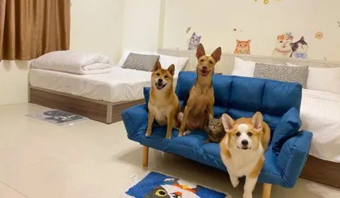 愛毛俱樂部 49 - Travel of Rice 小米遊記 愛毛俱樂部 48 - Travel of Rice 小米遊記