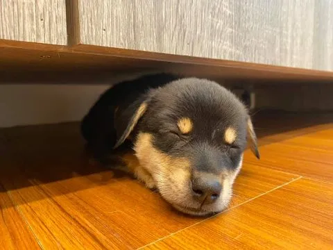 愛毛俱樂部 51 - Travel of Rice 小米遊記 愛毛俱樂部 50 - Travel of Rice 小米遊記