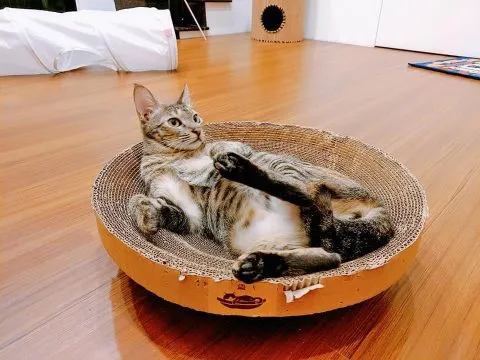 愛毛俱樂部 52 - Travel of Rice 小米遊記 愛毛俱樂部 51 - Travel of Rice 小米遊記