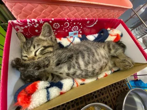 愛毛俱樂部 53 - Travel of Rice 小米遊記 愛毛俱樂部 52 - Travel of Rice 小米遊記