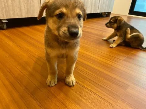 愛毛俱樂部 54 - Travel of Rice 小米遊記 愛毛俱樂部 53 - Travel of Rice 小米遊記