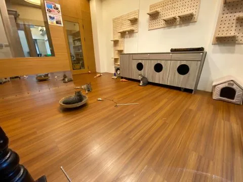 愛毛俱樂部 55 - Travel of Rice 小米遊記 愛毛俱樂部 54 - Travel of Rice 小米遊記