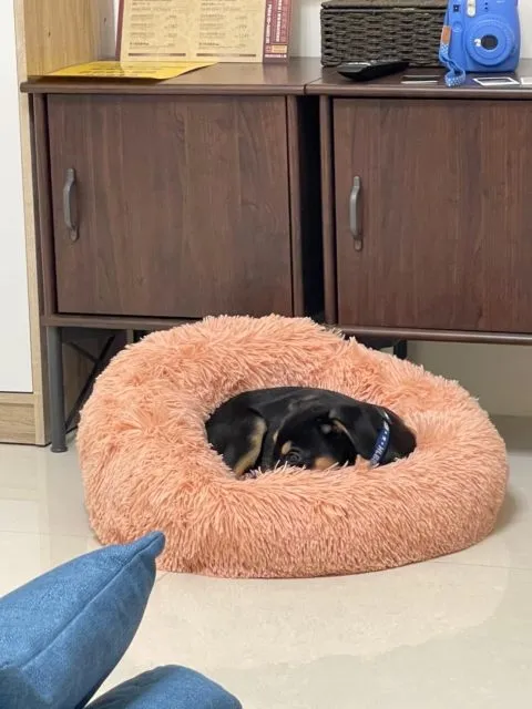 愛毛俱樂部 56 - Travel of Rice 小米遊記 愛毛俱樂部 55 - Travel of Rice 小米遊記