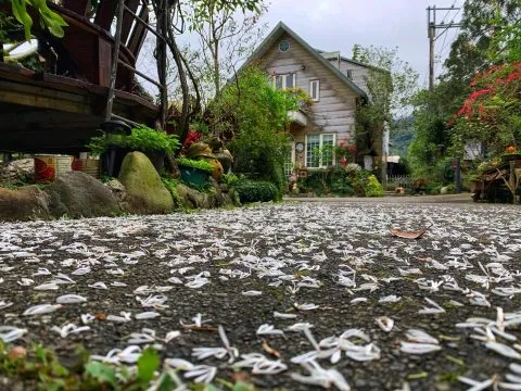 It's Alice cafe & food 77 - Travel of Rice 小米遊記