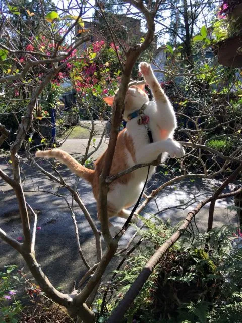 It's Alice cafe & food 78 - Travel of Rice 小米遊記