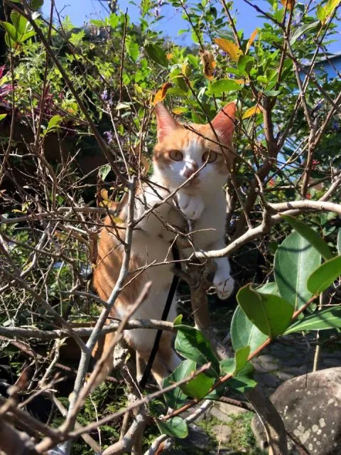 It's Alice cafe & food 79 - Travel of Rice 小米遊記