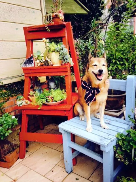 It's Alice cafe & food 80 - Travel of Rice 小米遊記