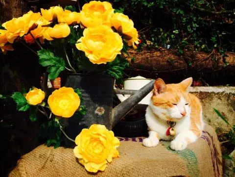 It's Alice cafe & food 81 - Travel of Rice 小米遊記