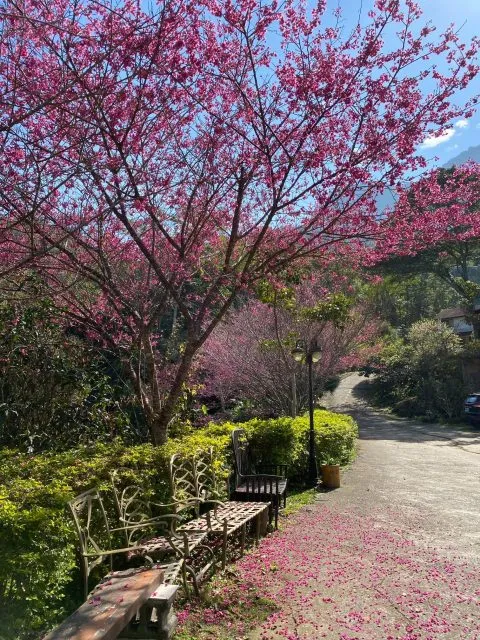 林之聲木屋民宿 35 - Travel of Rice 小米遊記