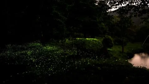 林之聲木屋民宿 58 - Travel of Rice 小米遊記