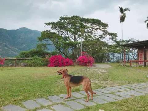 山水炎民宿露營區 61 - Travel of Rice 小米遊記 山水炎民宿露營區 61 - Travel of Rice 小米遊記