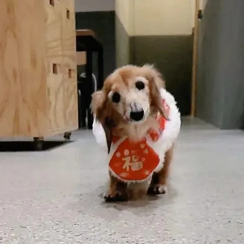 GABI BON CAFE 28 - Travel of Rice 小米遊記 GABI BON CAFE 28 - Travel of Rice 小米遊記