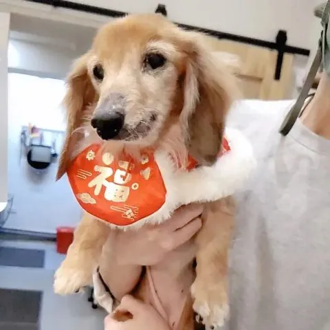 GABI BON CAFE 29 - Travel of Rice 小米遊記 GABI BON CAFE 29 - Travel of Rice 小米遊記