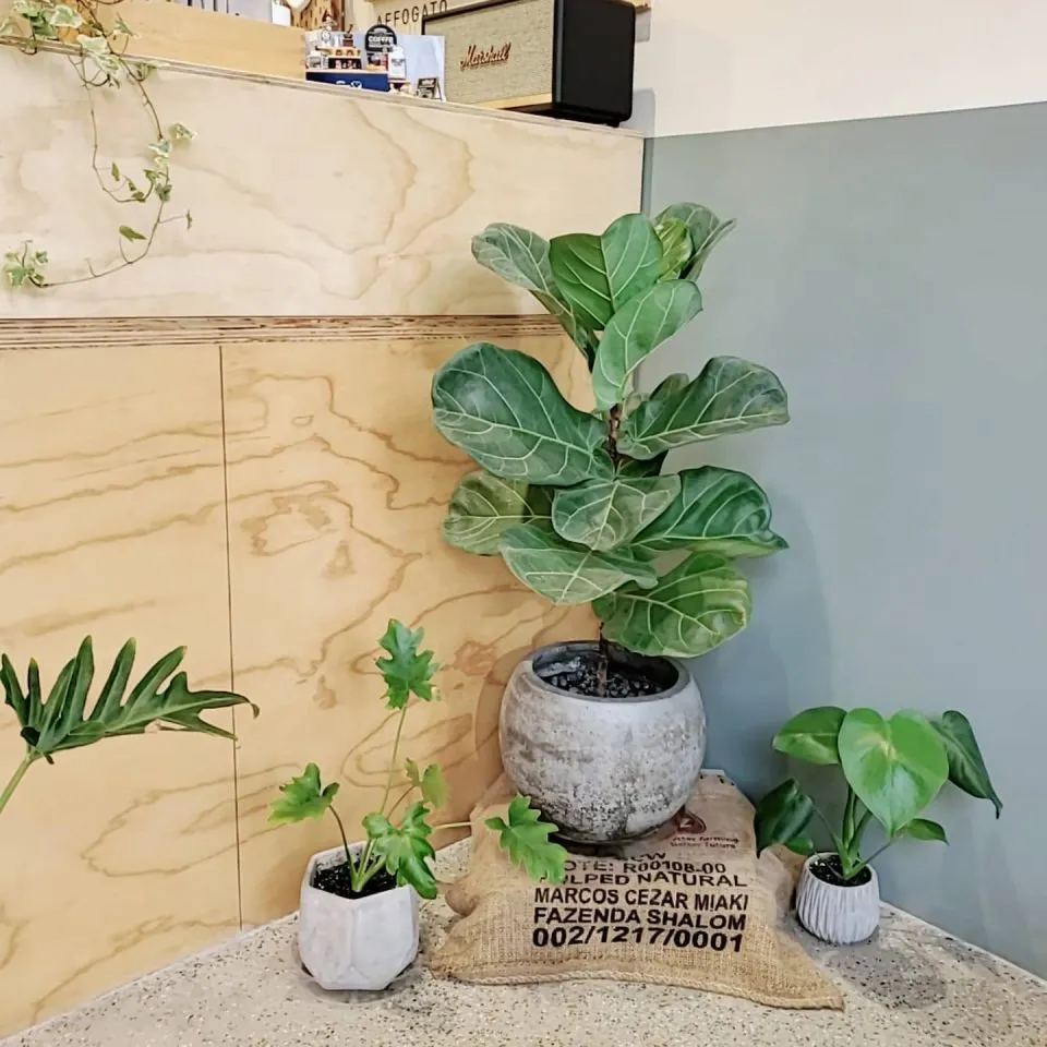 GABI BON CAFE 43 - Travel of Rice 小米遊記