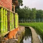 Hakkafe’哈嘎廢 37 - Travel of Rice 小米遊記 Hakkafe’哈嘎廢 37 - Travel of Rice 小米遊記