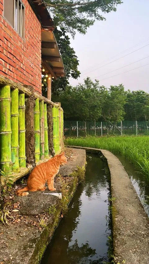 Hakkafe’哈嘎廢 37 - Travel of Rice 小米遊記
