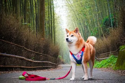 大鞍竹海 42 - Travel of Rice 小米遊記 大鞍竹海 42 - Travel of Rice 小米遊記