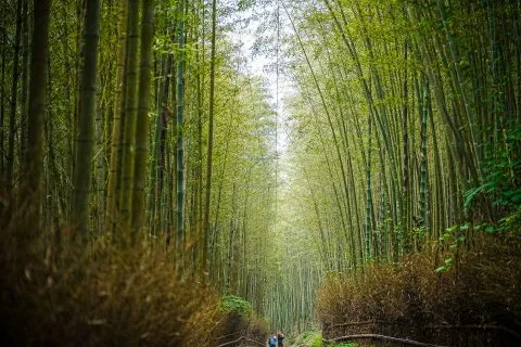 大鞍竹海 22 - Travel of Rice 小米遊記