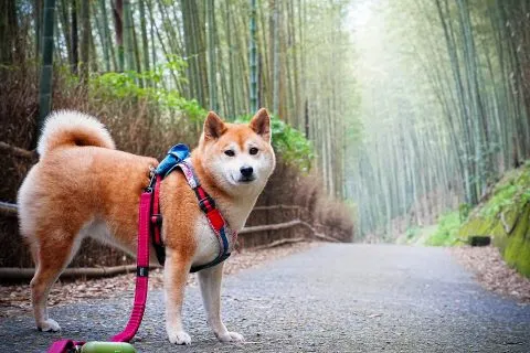 大鞍竹海 46 - Travel of Rice 小米遊記 大鞍竹海 46 - Travel of Rice 小米遊記