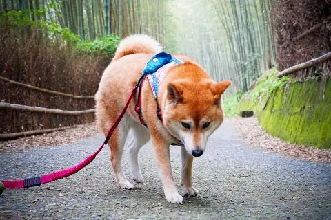 大鞍竹海 43 - Travel of Rice 小米遊記 大鞍竹海 43 - Travel of Rice 小米遊記