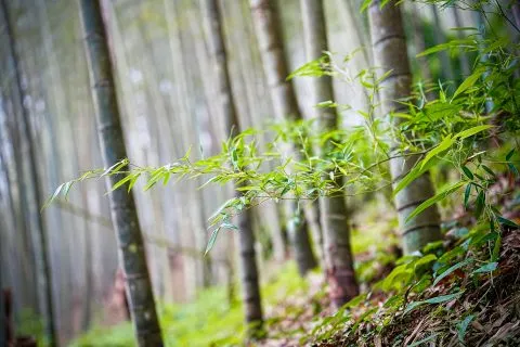 大鞍竹海 47 - Travel of Rice 小米遊記 大鞍竹海 47 - Travel of Rice 小米遊記