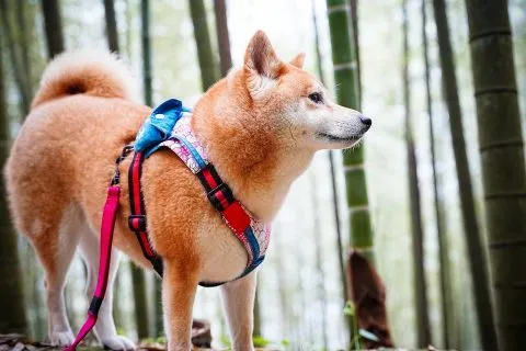 大鞍竹海 49 - Travel of Rice 小米遊記 大鞍竹海 49 - Travel of Rice 小米遊記