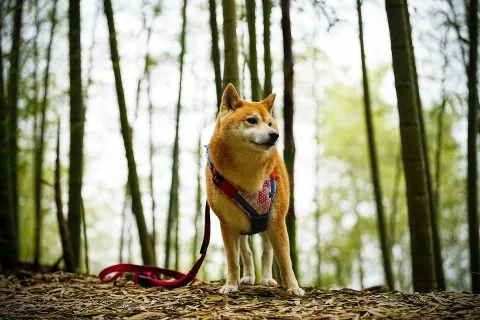 大鞍竹海 50 - Travel of Rice 小米遊記 大鞍竹海 50 - Travel of Rice 小米遊記