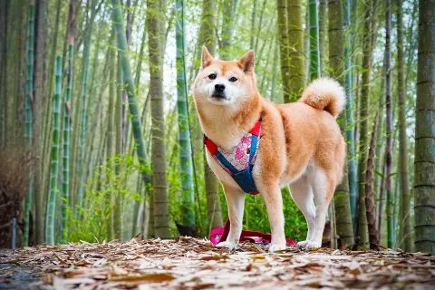 大鞍竹海 52 - Travel of Rice 小米遊記 大鞍竹海 52 - Travel of Rice 小米遊記