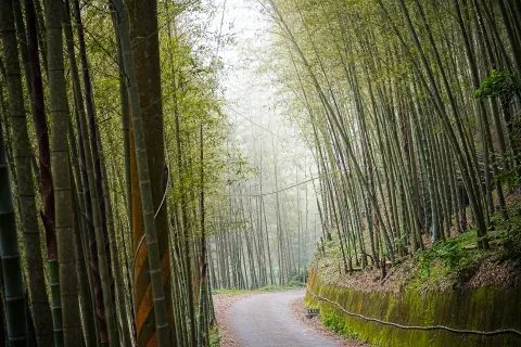 大鞍竹海 20 - Travel of Rice 小米遊記