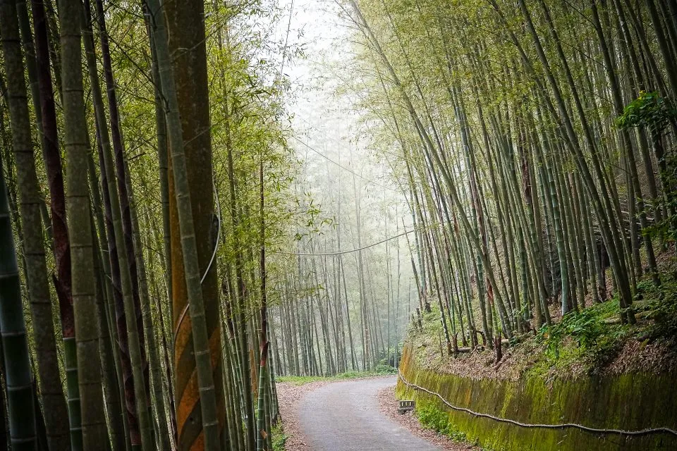 大鞍竹海 21 - Travel of Rice 小米遊記 大鞍竹海 20 - Travel of Rice 小米遊記