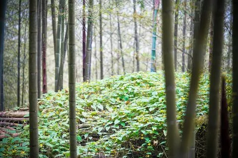 大鞍竹海 54 - Travel of Rice 小米遊記 大鞍竹海 54 - Travel of Rice 小米遊記